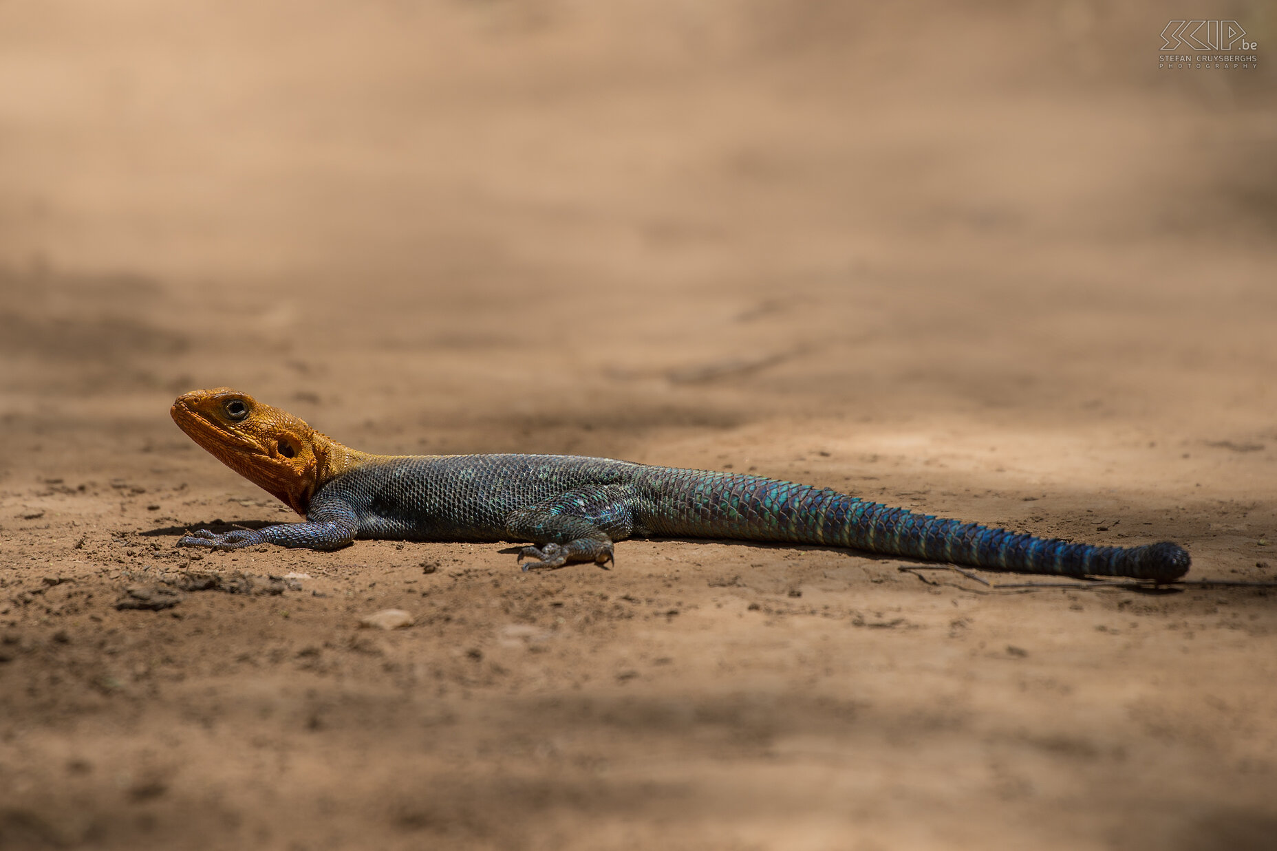 Samburu - Agama lizard The common agama lizard (Agama agama) is a species of lizard that can be found in Eastern Africa. In the breading season the males have a head and neck that turns bright orange and the body is blue. Outside the breading season they are plain brown.  Stefan Cruysberghs